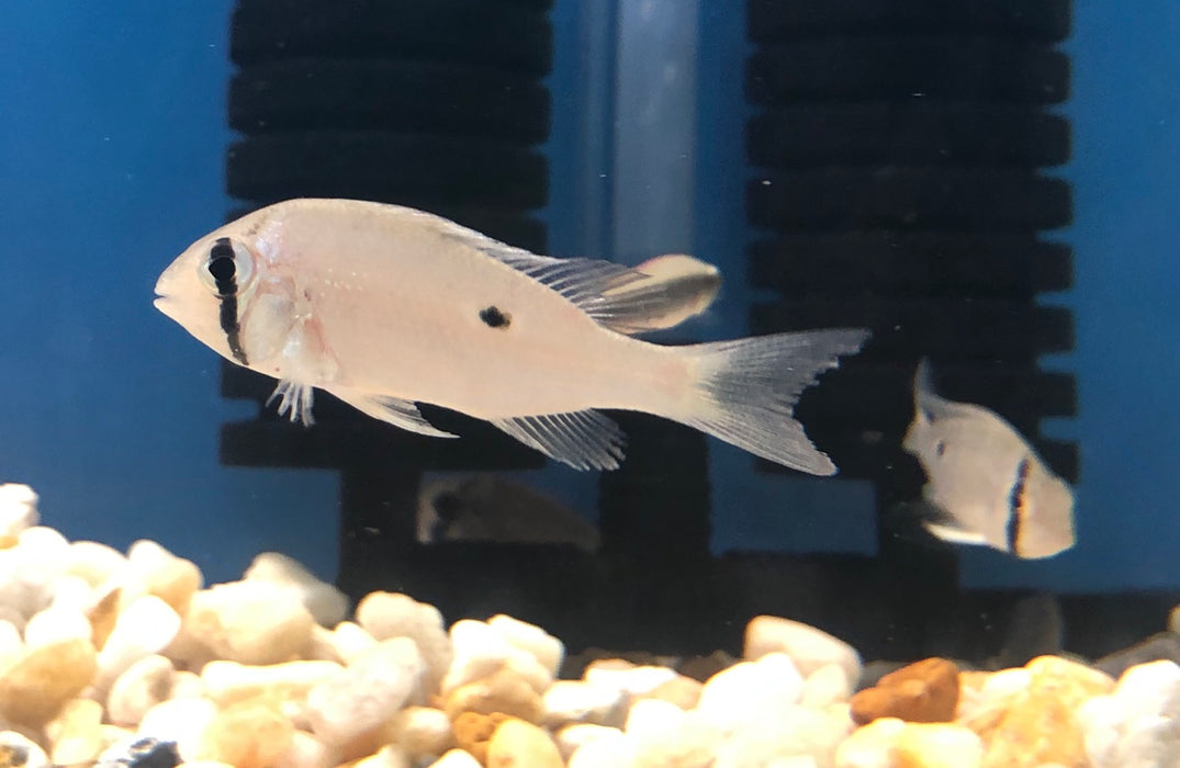 Cupid Cichlid (Biotodoma cupido)