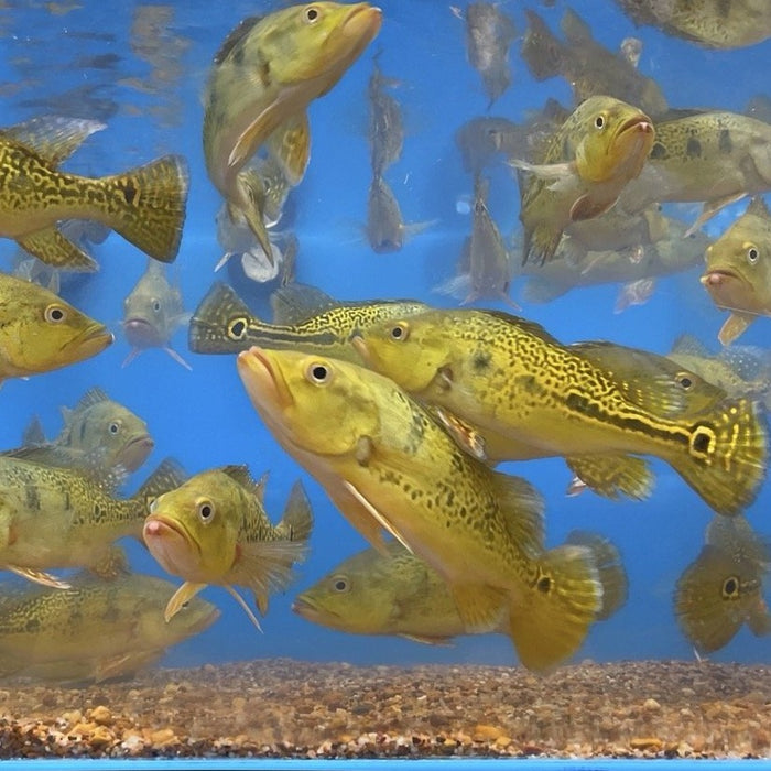 Spider Kelberi Peacock Bass (Cichla kelberi)