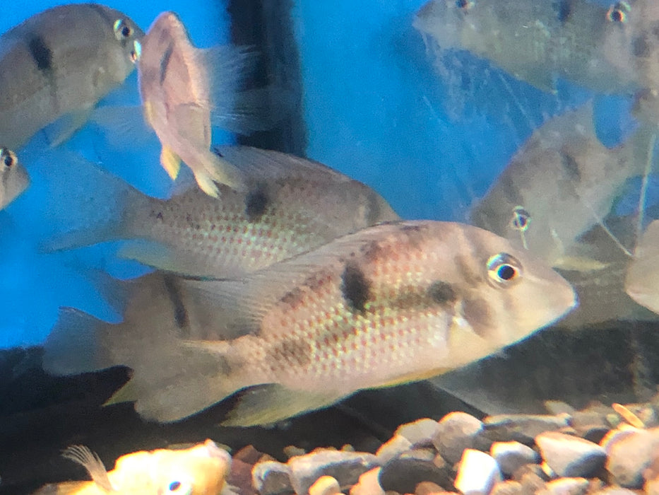 Blue Guianacara Cichlid (Guianacara owroewefi)