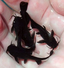 Load image into Gallery viewer, Black Bullhead Catfish (Ameiurus melas)
