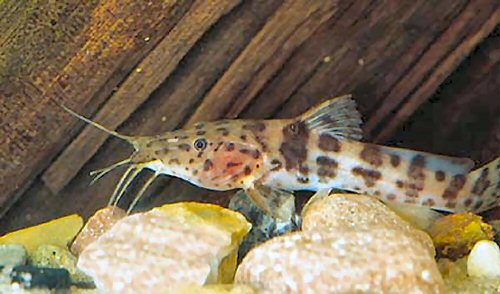 Dwarf Giraffe Catfish (Notoglanidium macrostoma)