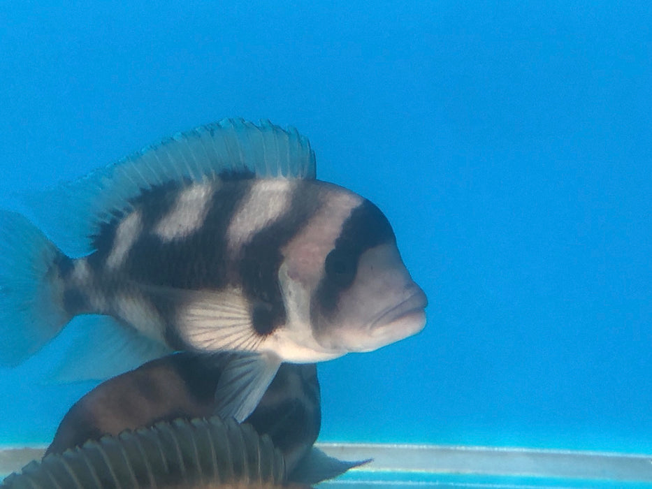 Black Widow Frontosa Cichlid (Cyphotilapia frontosa)