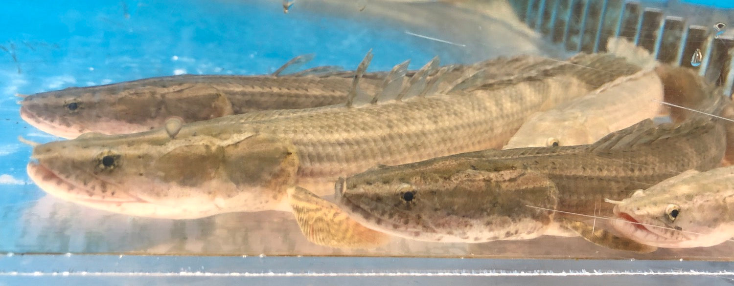 Marbled Palmas Bichir (Polypterus Palmas)