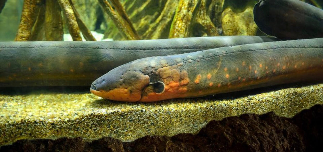 Electric Eel (Electrophorus electricus)