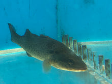 Load image into Gallery viewer, Murray Cod (Maccullochella peelii)
