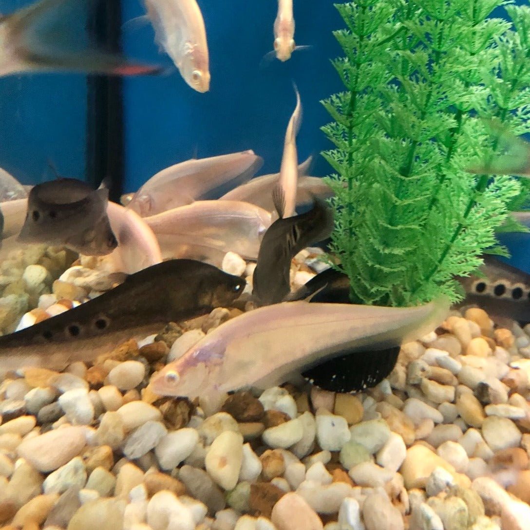 Albino Clown Knifefish (Chitala ornata)