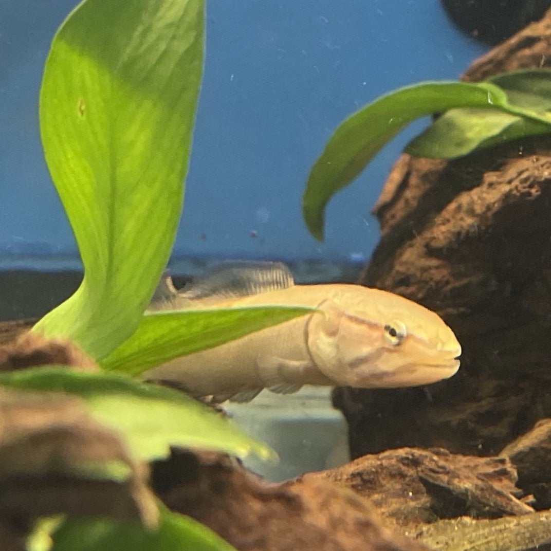 Bowfin (Amia calva