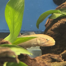 Load image into Gallery viewer, Bowfin (Amia calva
