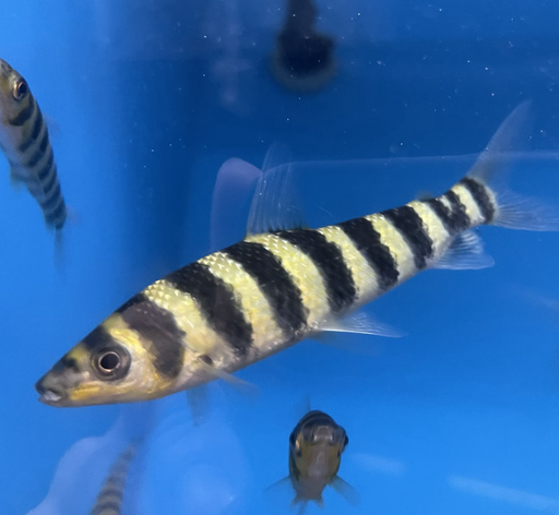 Black Banded Leporinus (Leporinus fasciatus)