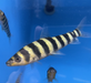 Black Banded Leporinus (Leporinus fasciatus)