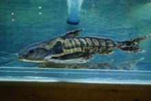 Load image into Gallery viewer, Irwini Catfish (Megalodoras uranoscopus)
