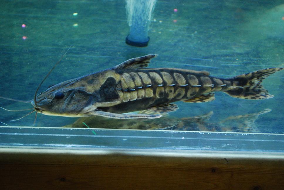 Irwini Catfish (Megalodoras uranoscopus)