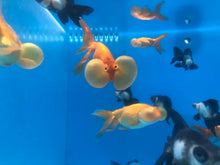 Load image into Gallery viewer, Bubble Eye Goldfish (Carassius auratus)
