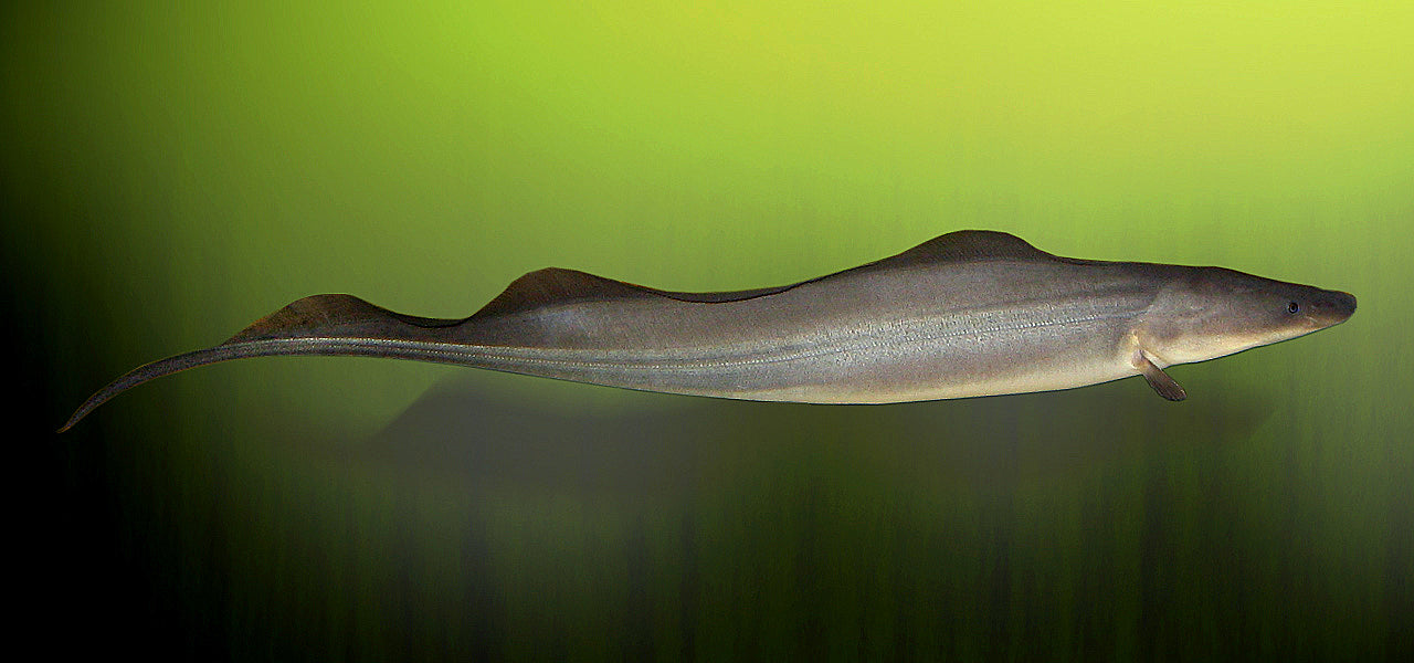 Aba Aba Knifefish (Gymnarchus niloticus)