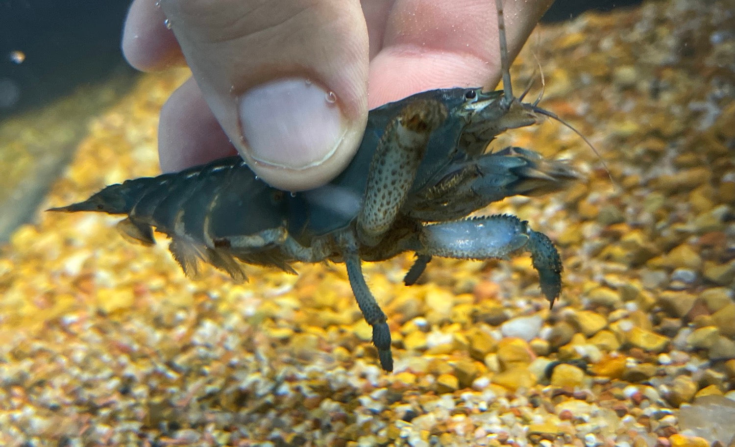 Vampire Atya Shrimp (Atya gabonensis)