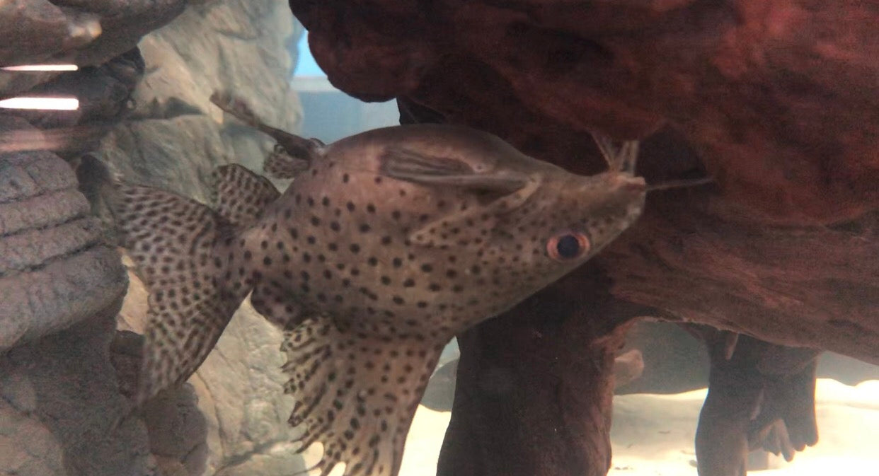 Short Body Featherfin Catfish (Synodontis eupterus)
