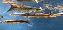 Load image into Gallery viewer, Spotted Marble Amazon Gar (Boulengerella maculata)
