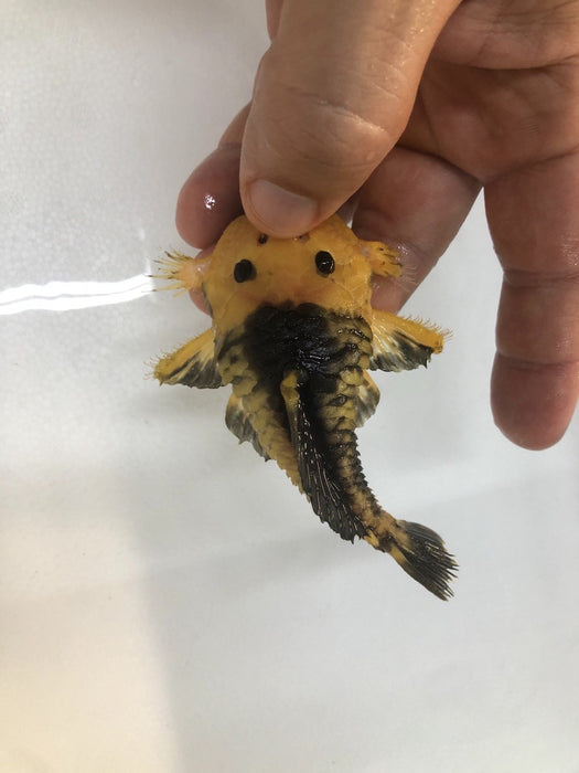 L056 Yellow and Black Rubber Pleco (Parancistrus aurantiacus)