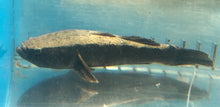 Load image into Gallery viewer, Water Cow Goby (Bleotris fusca)
