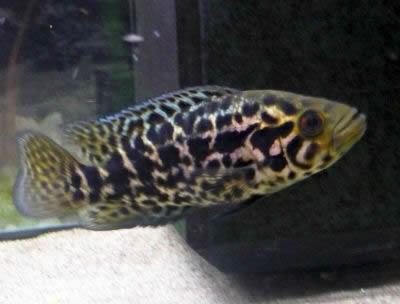 Jaguar Cichlid (Parachromis managuensis)