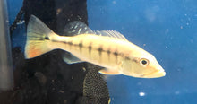 Load image into Gallery viewer, Intermedia Peacock Bass (Cichla intermedia)
