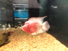Load image into Gallery viewer, Golden Base Flowerhorn Cichlid (Cichlasoma sp)
