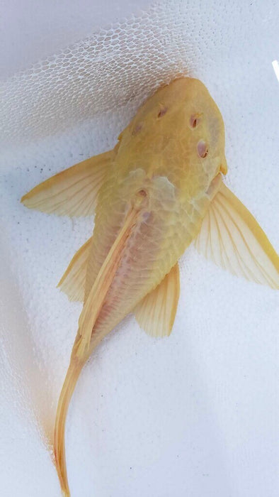 Albino Short Body Sailfin Pleco (Glyptoperichthys gibbiceps)