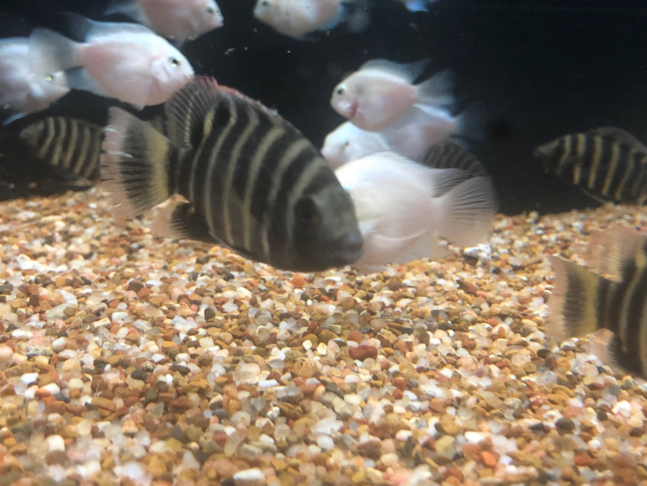 Buttikoferi Cichlid (Tilapia buttikoferi)