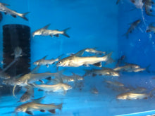 Load image into Gallery viewer, Colombian Shark Catfish (Arius jordani)
