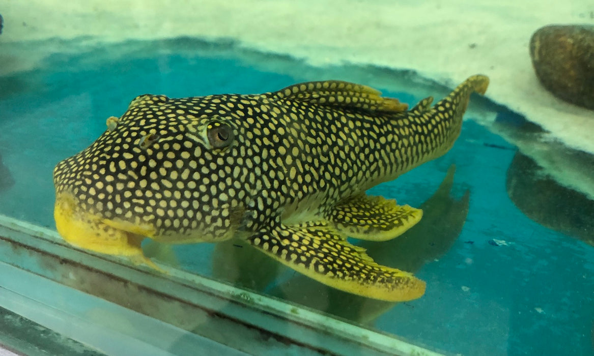 L014 Sunshine Pleco (Scobiancistrus aureautus)