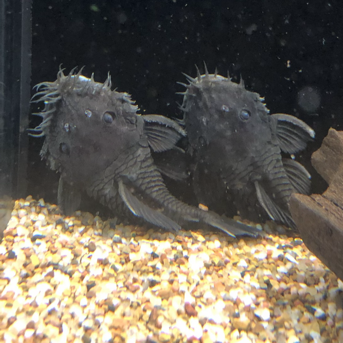 L034 Medusa Pleco (Ancistrus ranunculus)