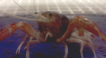 Load image into Gallery viewer, Tricolor Ghost Crayfish (Procambarus clarkii)
