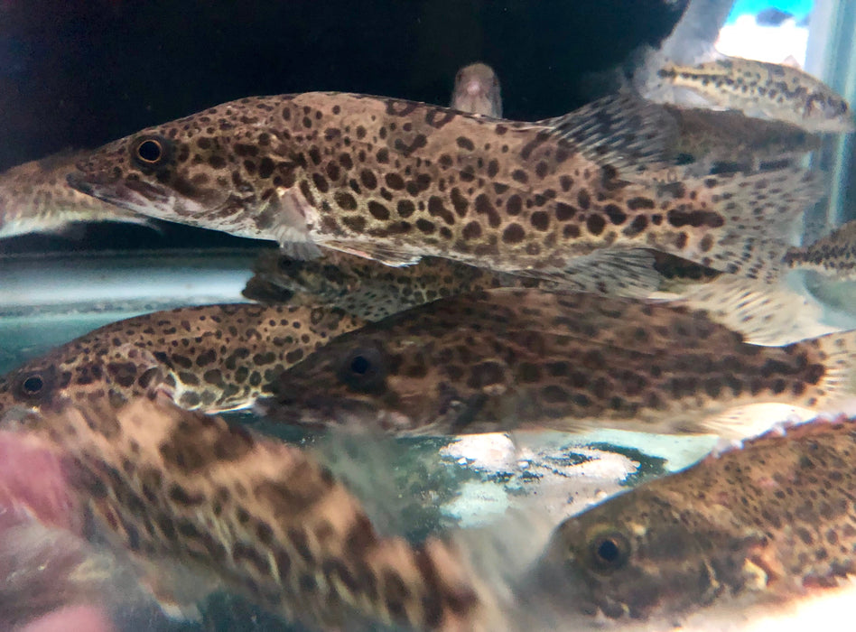 Leopard Mandarin Perch (Siniperca scherzeri)