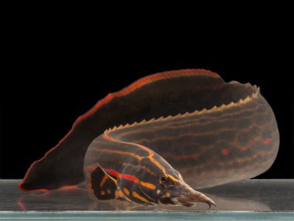 Fire Eel (Mastacembelus erythrotaenia)