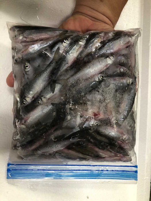 MEDIUM GOLDEN SHINERS - FROZEN