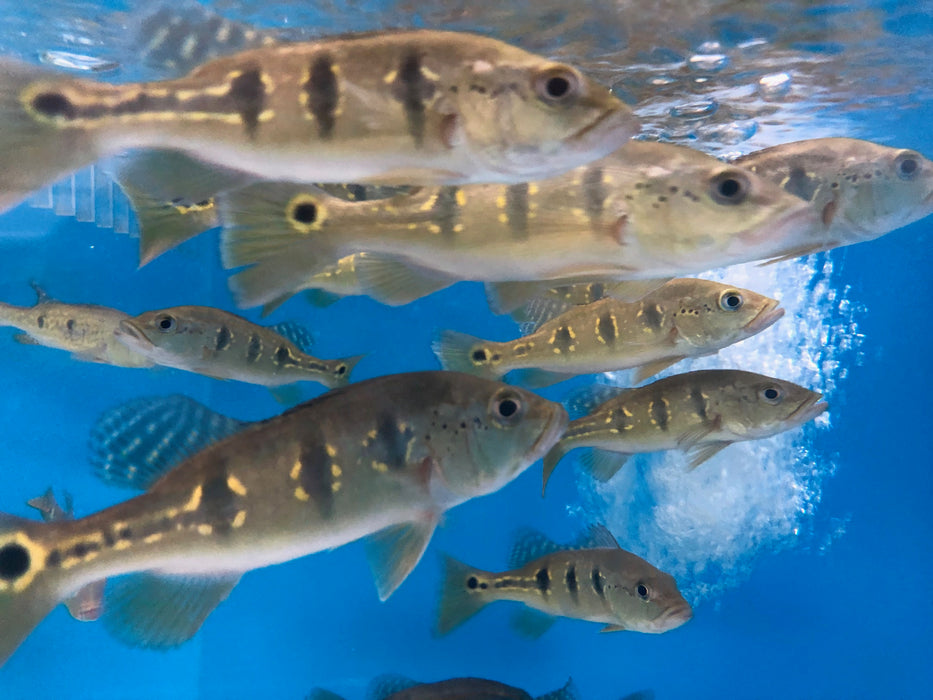 Orinoco Peacock Bass (Cichla orinocensis)