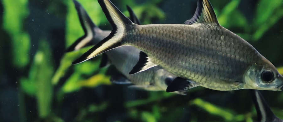 Bala Shark (Balantiocheilos melanopterus)