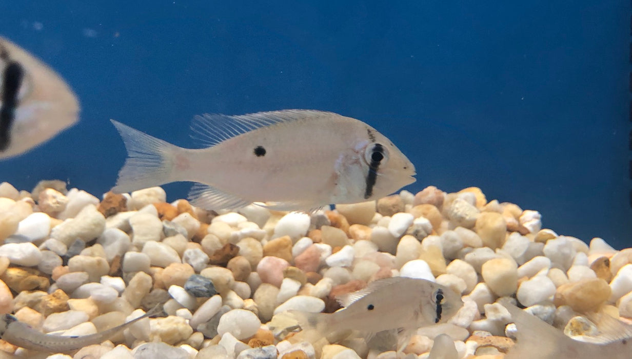 Cupid Cichlid (Biotodoma cupido)