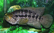 Load image into Gallery viewer, Jaguar Cichlid (Parachromis managuensis)
