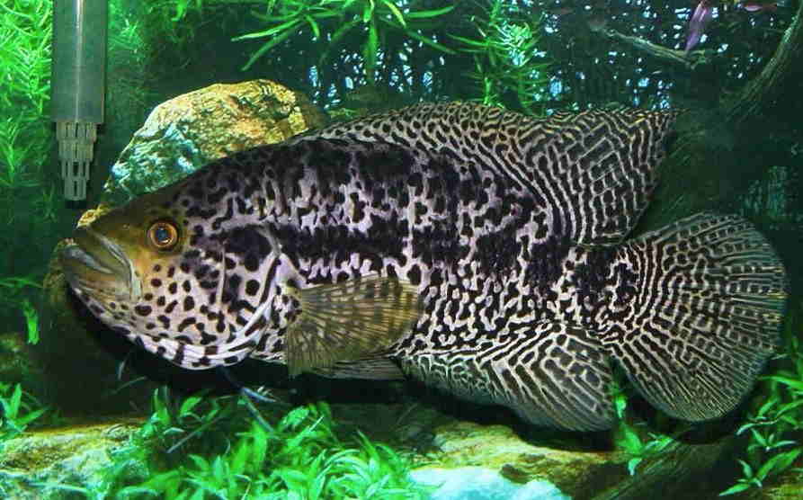 Jaguar Cichlid (Parachromis managuensis)
