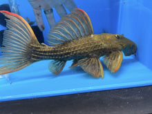 Load image into Gallery viewer, L024 Redfin Cactus Pleco (Pseudacanthicus pitanga)
