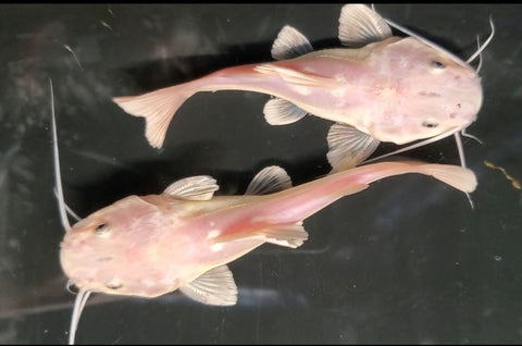 Short Body Redtail Catfish (Phractocephalus hemioliopterus