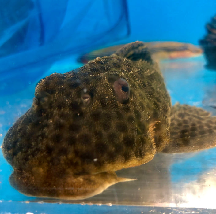 Medians Pleco (Hemiancistrus medians)