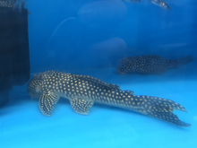 Load image into Gallery viewer, L048 Golden Cloud Pleco (Scobinancistrus pariolispos)
