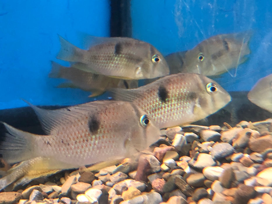 Blue Guianacara Cichlid (Guianacara owroewefi)