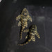 L340 Mega Clown Pleco (Hypancistrus sp)