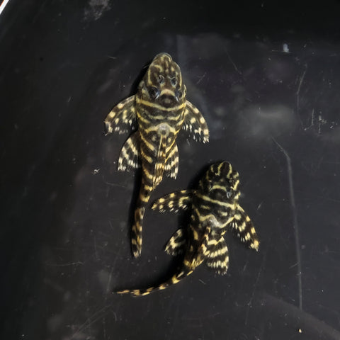 L340 Mega Clown Pleco (Hypancistrus sp) – Predatory Fins