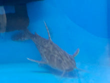 Load image into Gallery viewer, Granulosus Catfish (Pterodoras granulosus)
