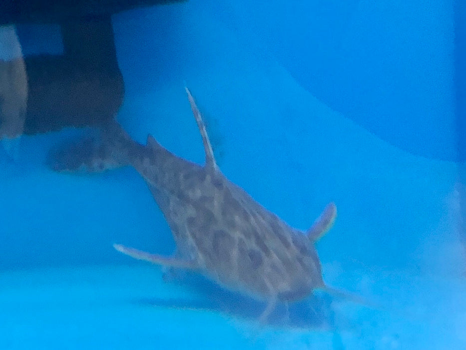 Granulosus Catfish (Pterodoras granulosus)