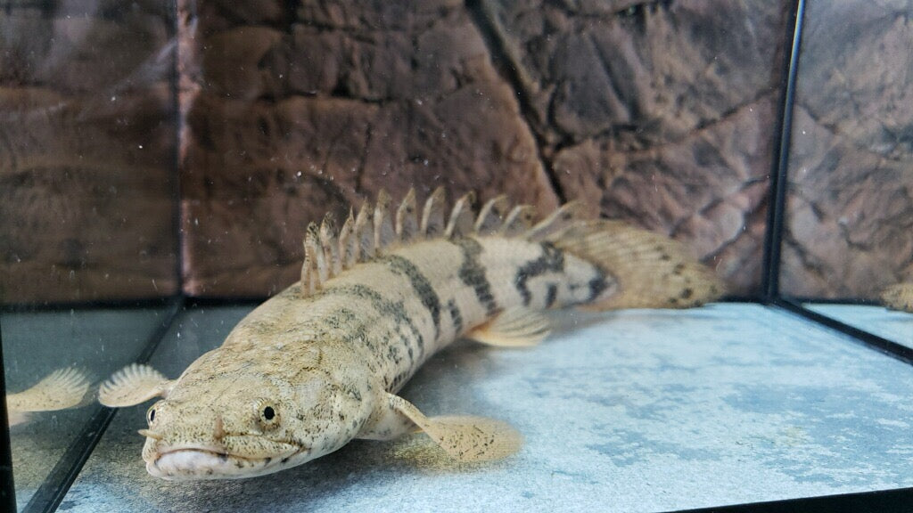 Endlicheri Bichir (Polypterus endlicheri)